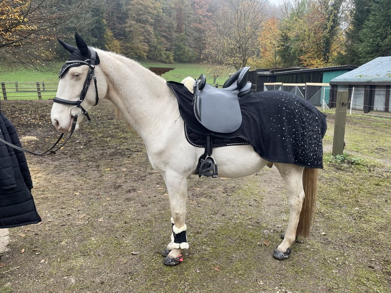 Lusitanos Caballo castrado 12 años 153 cm Cremello in Winden im Elztal