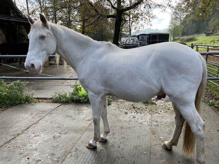 Lusitanos Caballo castrado 12 años 153 cm Cremello in Winden im Elztal