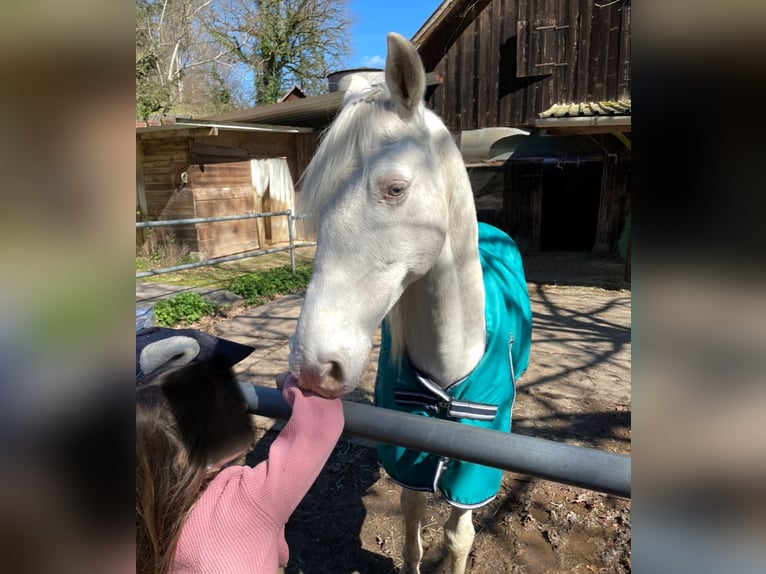 Lusitanos Caballo castrado 12 años 153 cm Cremello in Winden im Elztal