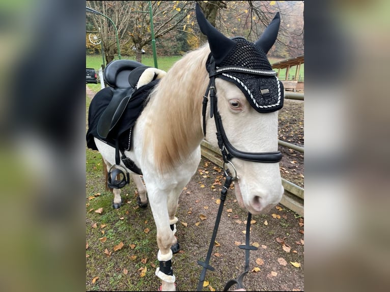 Lusitanos Caballo castrado 12 años 153 cm Cremello in Winden im Elztal