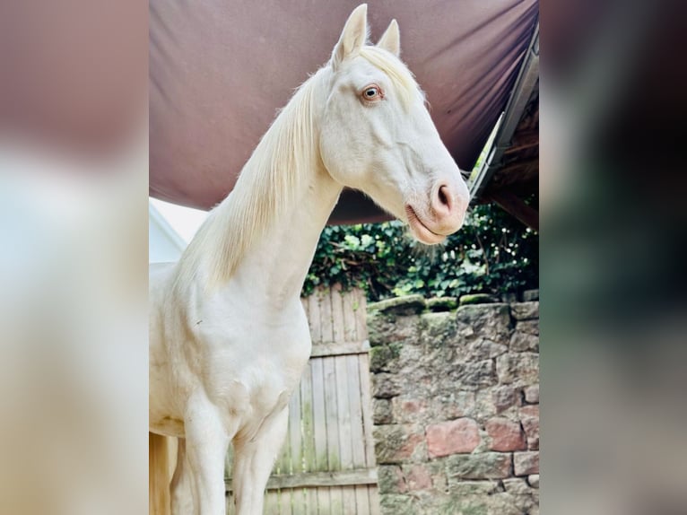 Lusitanos Caballo castrado 12 años 153 cm Cremello in Winden im Elztal