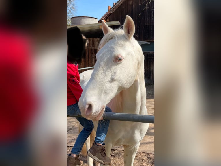 Lusitanos Caballo castrado 12 años 153 cm Cremello in Winden im Elztal