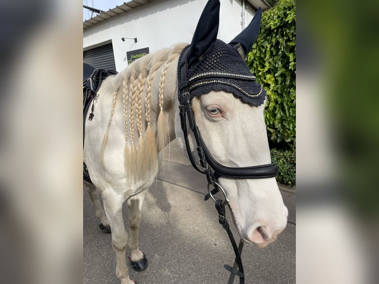 Lusitanos Caballo castrado 12 años 153 cm Cremello in Winden im Elztal