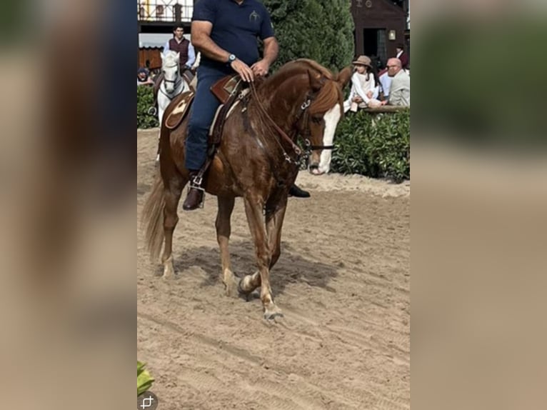 Lusitanos Caballo castrado 12 años 154 cm Alazán in Montijo