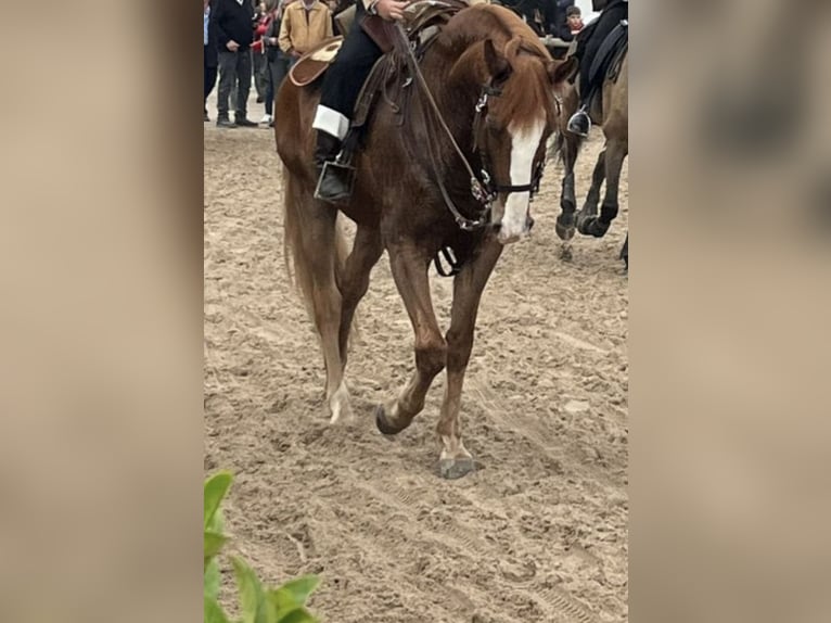 Lusitanos Caballo castrado 12 años 154 cm Alazán in Montijo