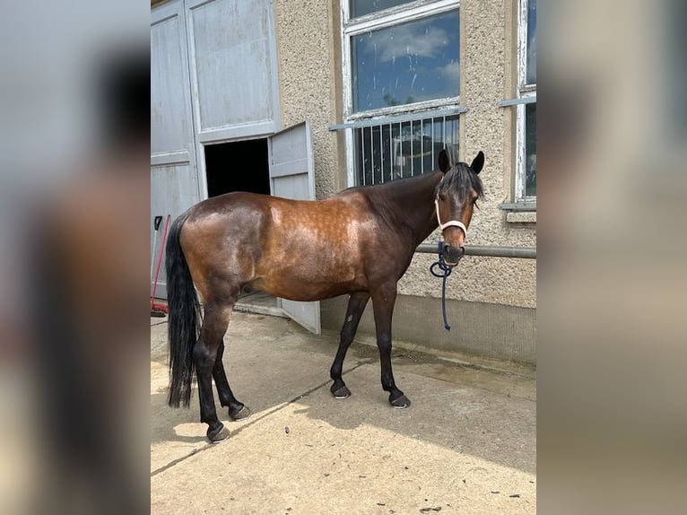 Lusitanos Caballo castrado 12 años 154 cm Castaño oscuro in Dulliken