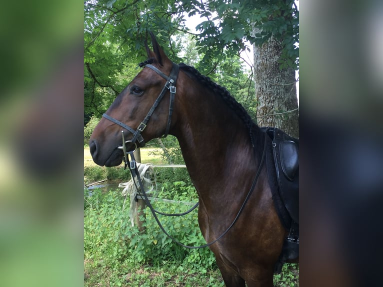 Lusitanos Caballo castrado 12 años 154 cm Castaño oscuro in Dulliken