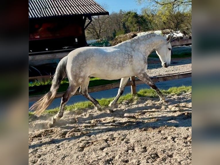 Lusitanos Caballo castrado 12 años 155 cm Tordo in Kölliken