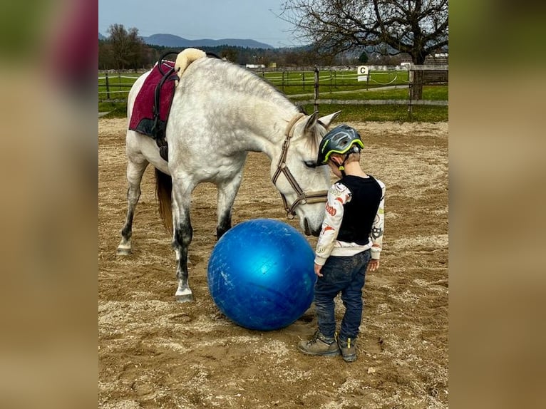 Lusitanos Caballo castrado 12 años 155 cm Tordo in Kölliken