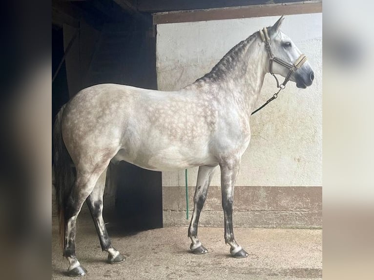 Lusitanos Caballo castrado 12 años 155 cm Tordo in Kölliken