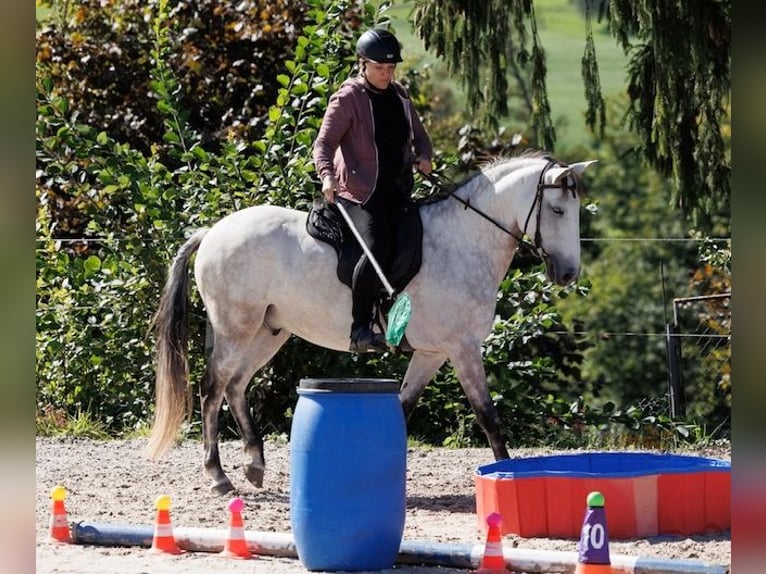 Lusitanos Caballo castrado 12 años 155 cm Tordo in Kölliken