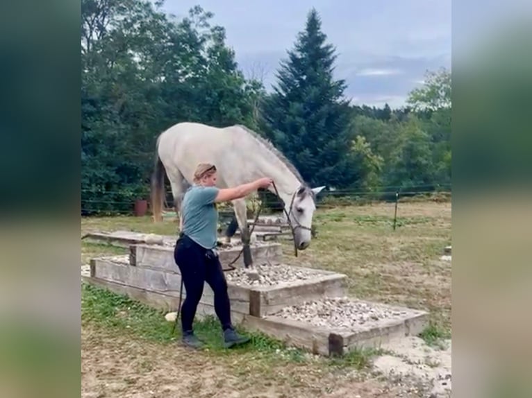 Lusitanos Caballo castrado 12 años 155 cm Tordo in Kölliken