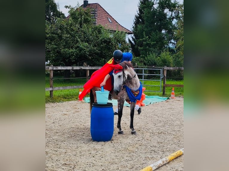 Lusitanos Caballo castrado 12 años 155 cm Tordo in Kölliken