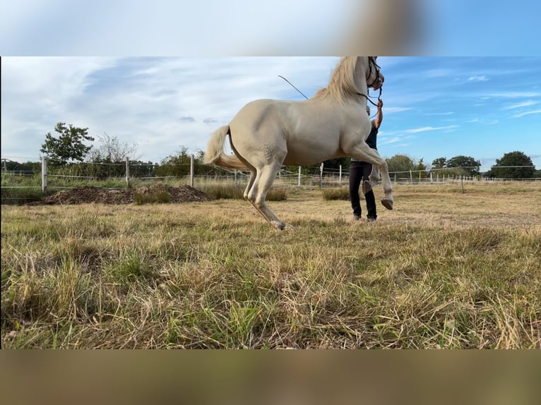Lusitanos Caballo castrado 12 años 157 cm Cremello in Magdeburg