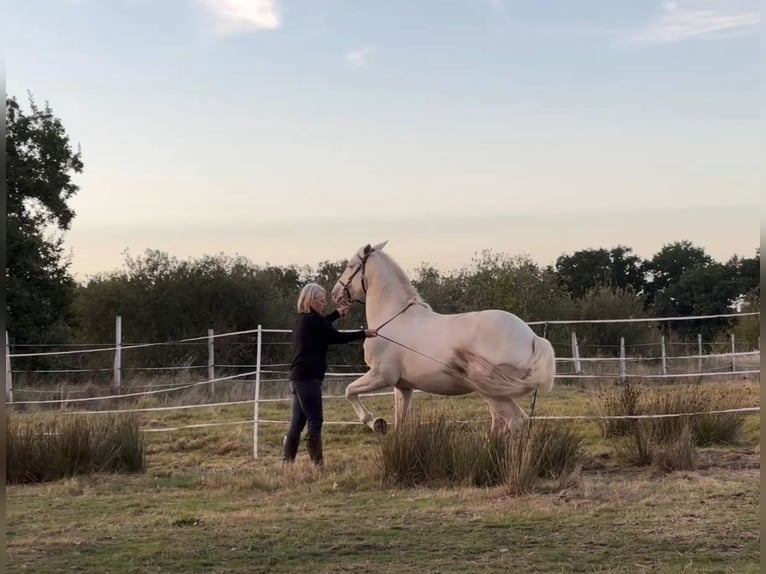 Lusitanos Caballo castrado 12 años 157 cm Cremello in Magdeburg