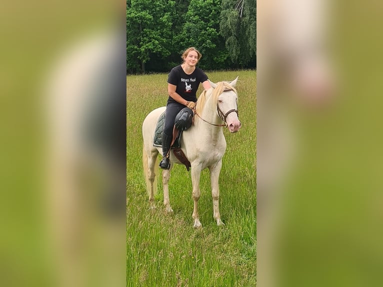 Lusitanos Caballo castrado 12 años 157 cm Cremello in Simmern