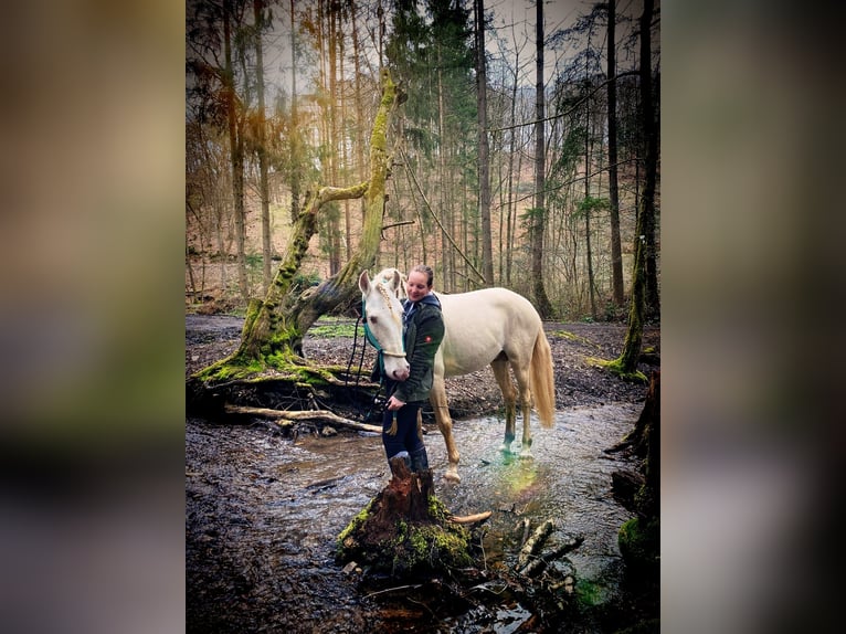 Lusitanos Caballo castrado 12 años 157 cm Cremello in Simmern