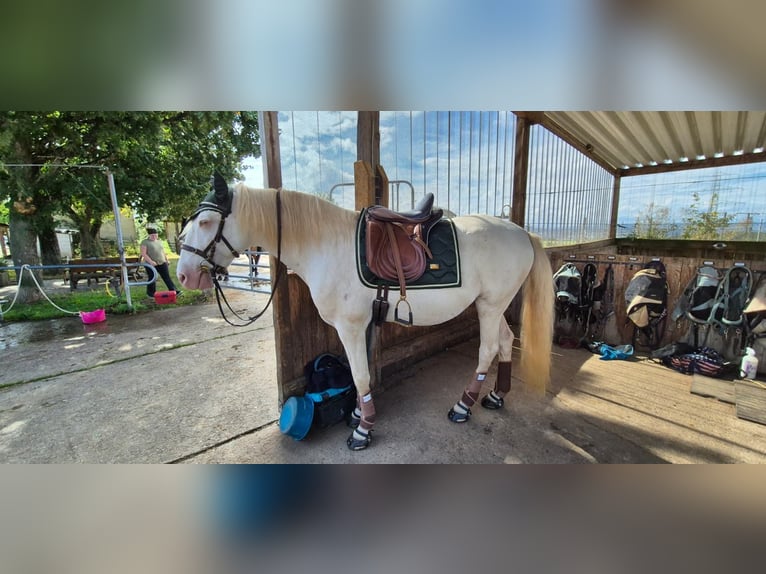 Lusitanos Caballo castrado 12 años 157 cm Cremello in Simmern