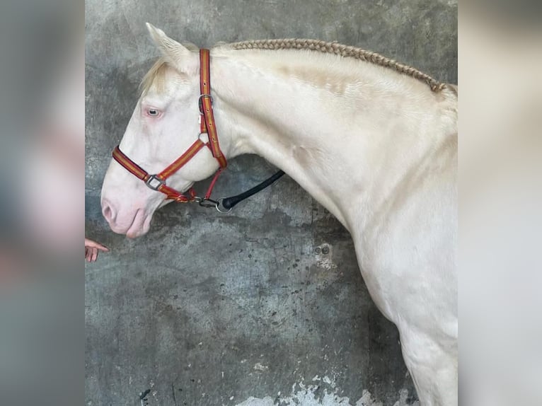 Lusitanos Mestizo Caballo castrado 12 años 163 cm Perlino in Ozzano Dell&#x27;Emilia