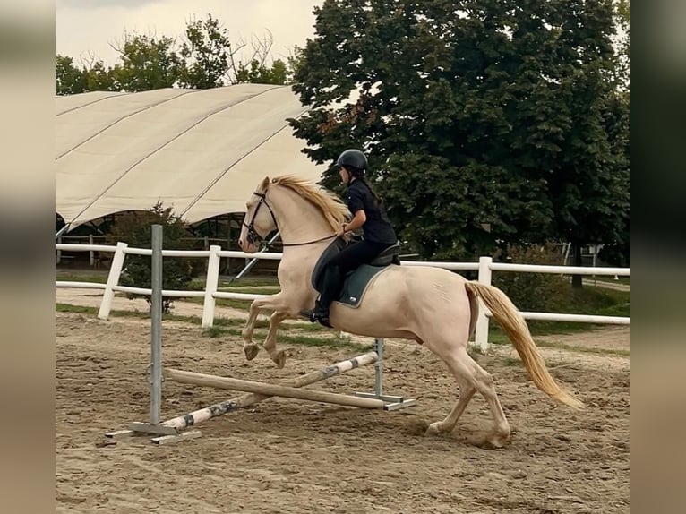 Lusitanos Mestizo Caballo castrado 12 años 163 cm Perlino in Ozzano Dell&#x27;Emilia