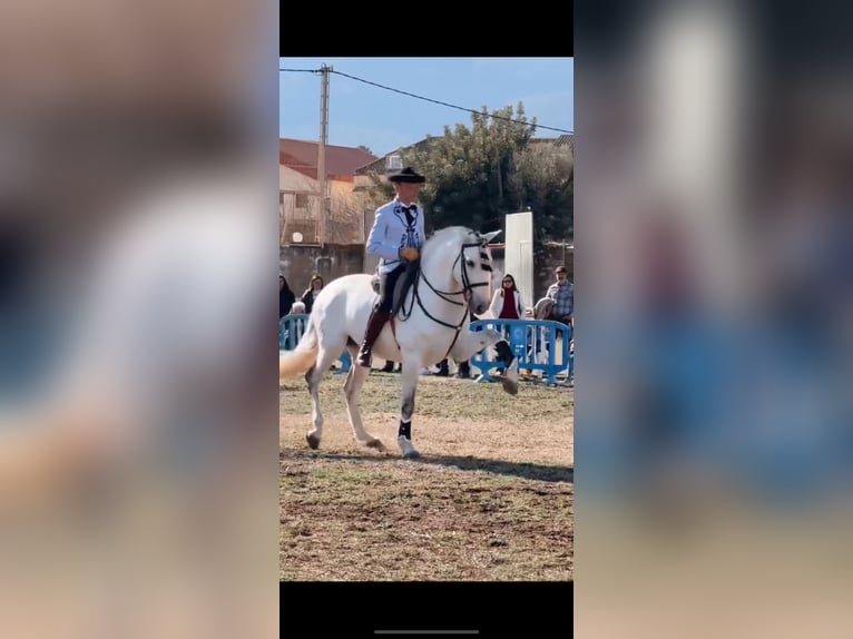 Lusitanos Caballo castrado 12 años 163 cm Tordo in Ontinyent