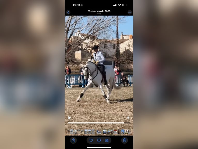 Lusitanos Caballo castrado 12 años 163 cm Tordo in Ontinyent