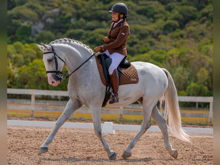 Lusitanos Caballo castrado 12 años 163 cm Tordo picazo in Esposende