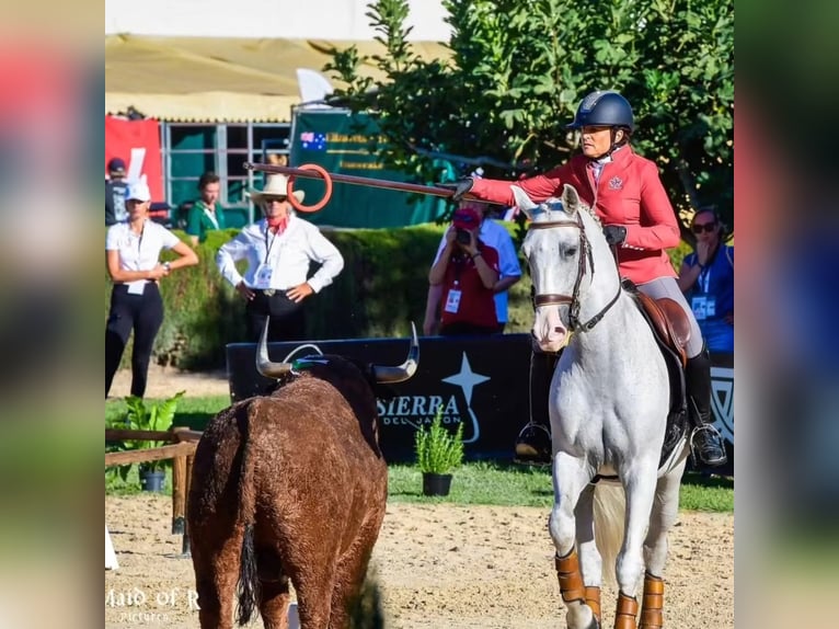 Lusitanos Caballo castrado 12 años 163 cm Tordo picazo in Esposende