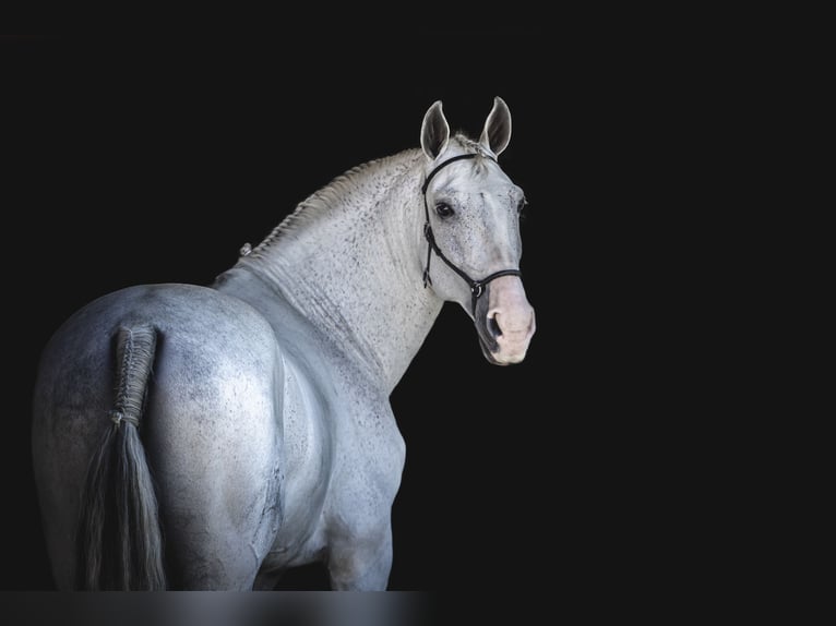 Lusitanos Caballo castrado 12 años 163 cm Tordo picazo in Esposende