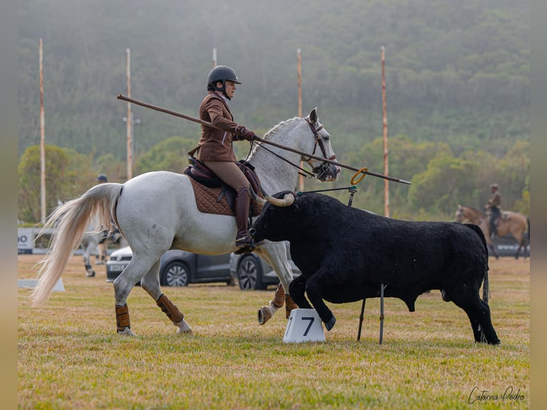 Lusitanos Caballo castrado 12 años 163 cm Tordo picazo in Esposende