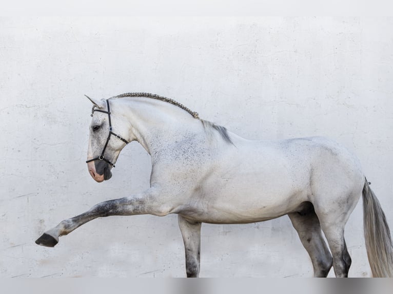Lusitanos Caballo castrado 12 años 163 cm Tordo picazo in Esposende