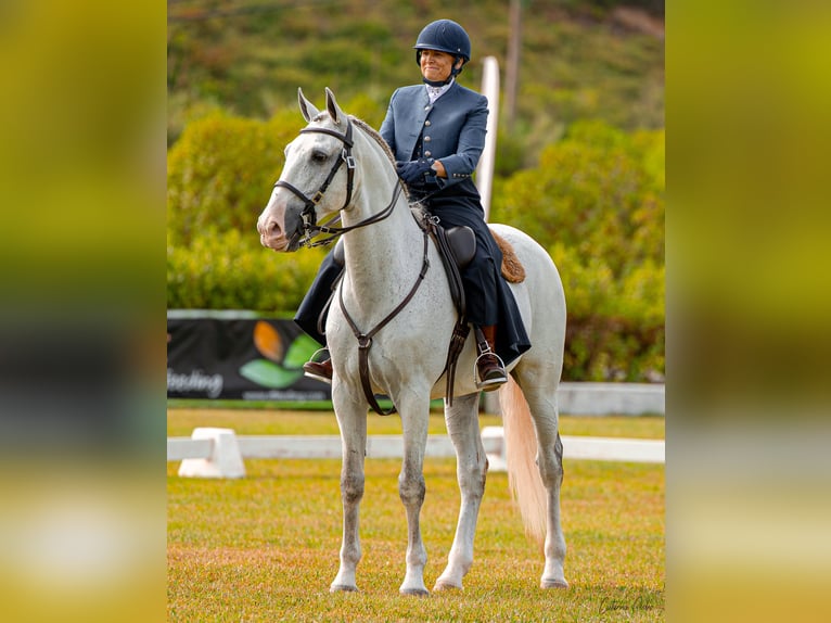 Lusitanos Caballo castrado 12 años 163 cm Tordo picazo in Esposende