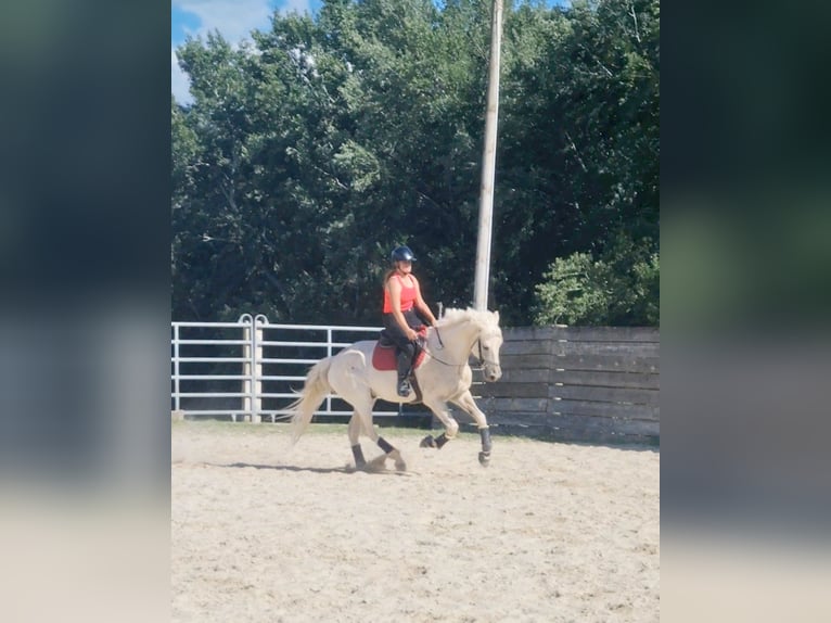 Lusitanos Mestizo Caballo castrado 12 años 165 cm Tordo in Rousset