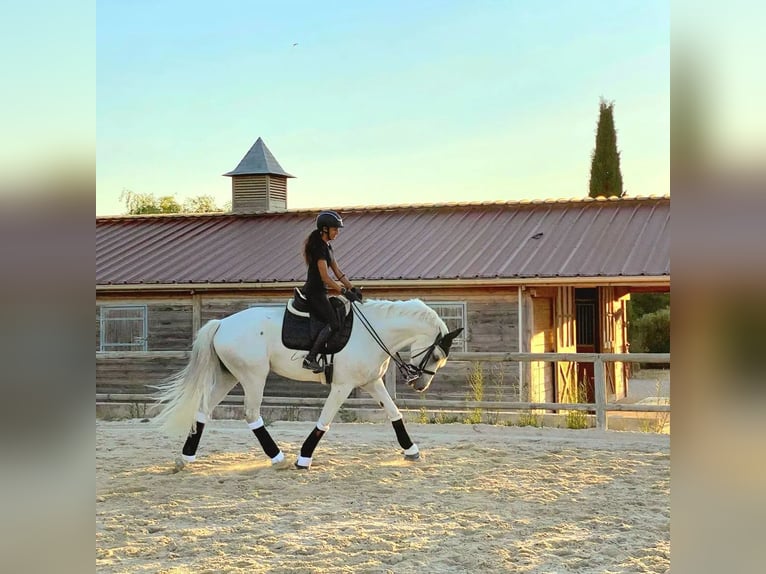 Lusitanos Mestizo Caballo castrado 12 años 165 cm Tordo in Rousset