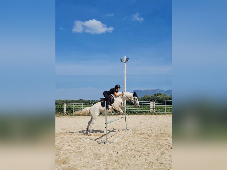 Lusitanos Mestizo Caballo castrado 12 años 165 cm Tordo in Rousset