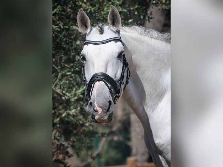 Lusitanos Caballo castrado 12 años 166 cm Tordo in Frejus