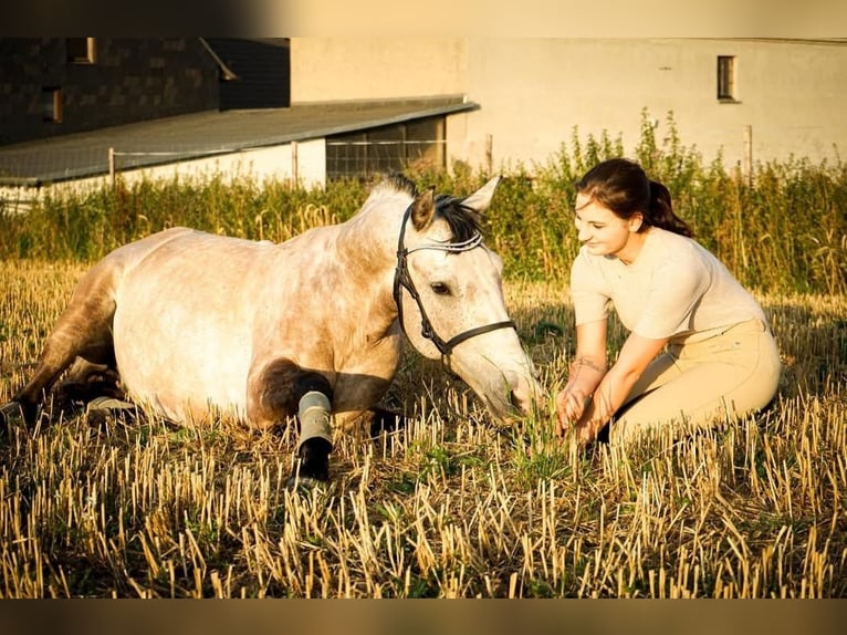 Lusitanos Caballo castrado 12 años Tordo ruano in Meerane