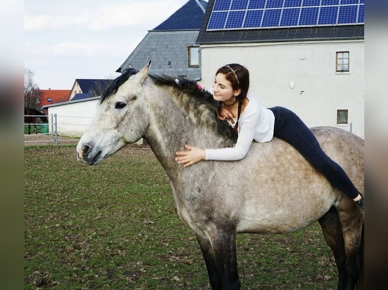 Lusitanos Caballo castrado 12 años Tordo ruano in Meerane