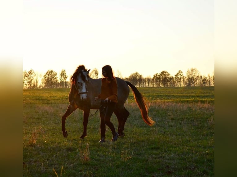 Lusitanos Caballo castrado 12 años Tordo ruano in Meerane