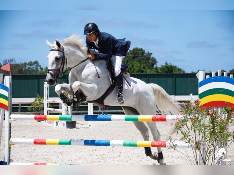 Lusitanos Caballo castrado 12 años White/Blanco in Armação de pera