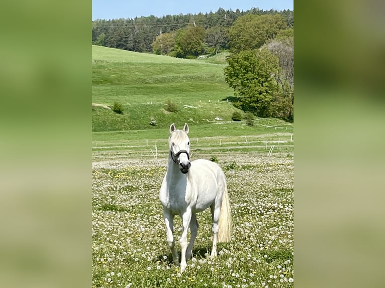 Lusitanos Caballo castrado 13 años 154 cm Tordo in Boppard