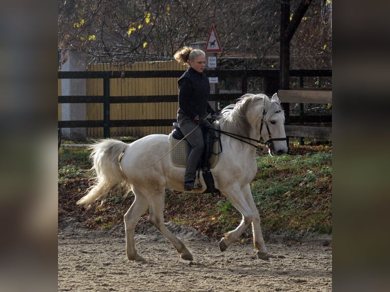 Lusitanos Caballo castrado 13 años 154 cm Tordo in Boppard