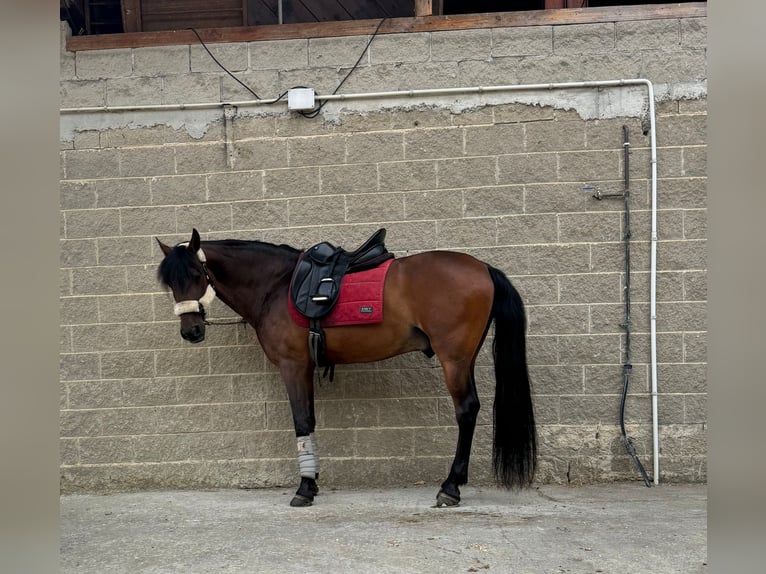 Lusitanos Caballo castrado 13 años 155 cm Castaño in Heras-Cantabria