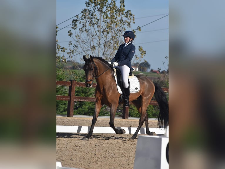 Lusitanos Caballo castrado 13 años 155 cm Castaño in Heras-Cantabria