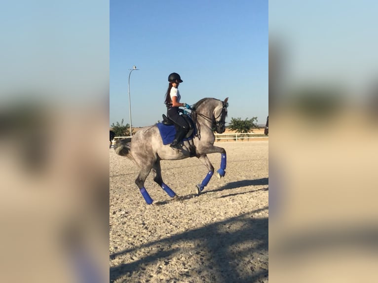 Lusitanos Caballo castrado 13 años 157 cm Tordo in NAVAS DEL MADRONO