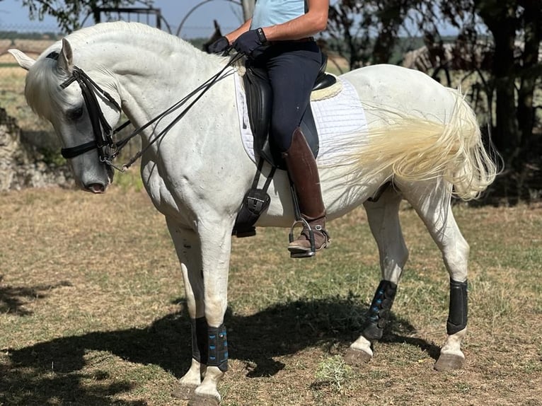 Lusitanos Caballo castrado 13 años 159 cm Tordo in Grajera