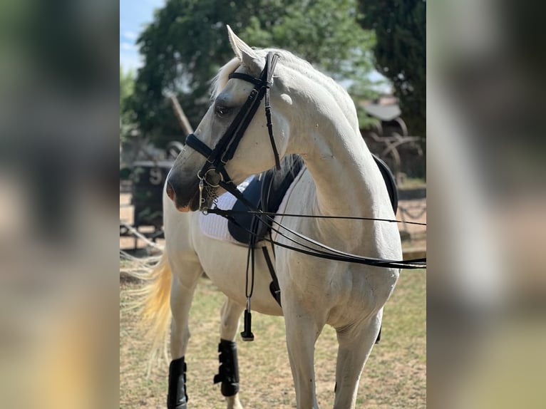 Lusitanos Caballo castrado 13 años 159 cm Tordo in Grajera