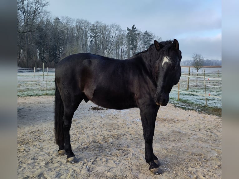 Lusitanos Caballo castrado 13 años 160 cm Negro in Renningen