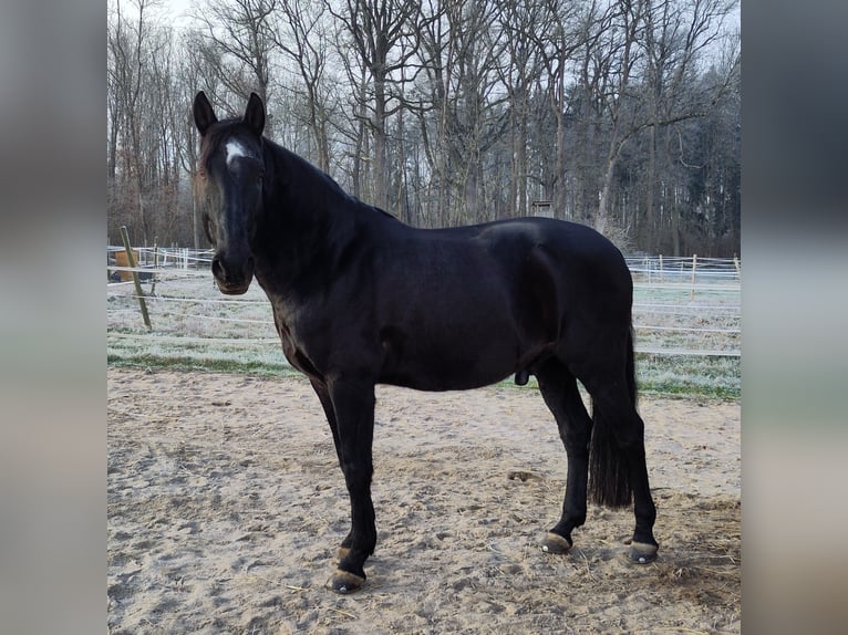 Lusitanos Caballo castrado 13 años 160 cm Negro in Renningen