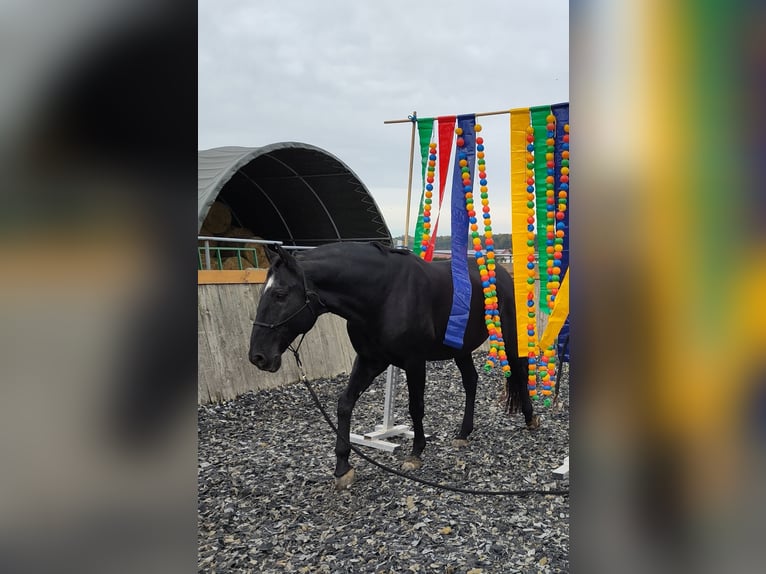 Lusitanos Caballo castrado 13 años 160 cm Negro in Renningen